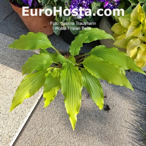 Hosta Frisian Bells