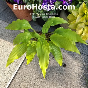 Hosta Frisian Bells