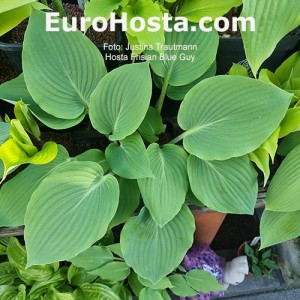 Hosta Frisian Blue Guy