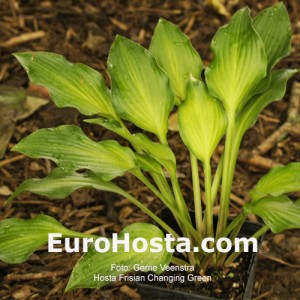 Hosta Frisian Changing Green