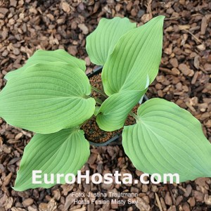 Hosta Frisian Misty Sky