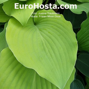 Hosta Frisian Moon Glow 