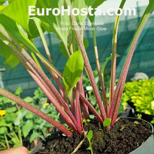 Hosta Frisian Moon Glow 