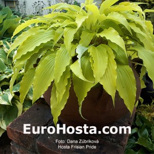 Hosta Frisian Pride