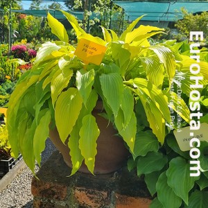 Hosta Frisian Pride