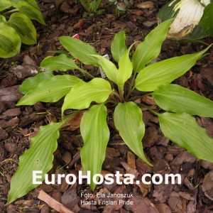 Hosta Frisian Pride - Eurohosta