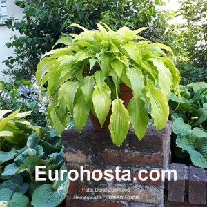 Hosta Frisian Pride - Eurohosta