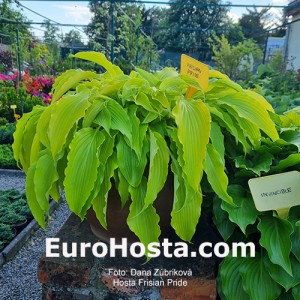 Hosta Frisian Pride