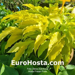 Hosta Frisian Pride