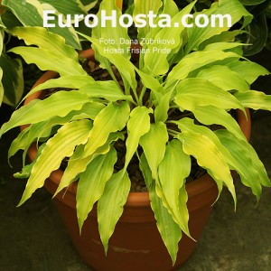 Hosta Frisian Pride - Eurohosta