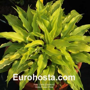 Hosta Frisian Pride - Eurohosta