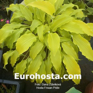 Hosta Frisian Pride