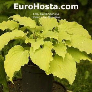 Hosta Frisian Sun Wave