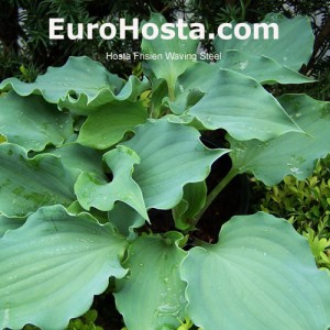 Hosta Frisian Waving Steel - Eurohosta