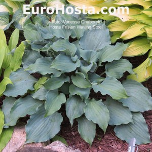 Hosta Frisian Waving Steel - Eurohosta