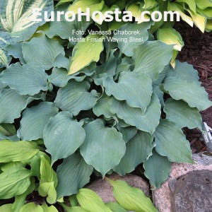 Hosta Frisian Waving Steel - Eurohosta