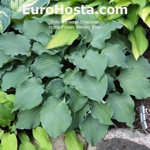 Hosta Frisian Waving Steel - Eurohosta