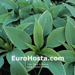 Hosta Frosted Dimples - Eurohosta