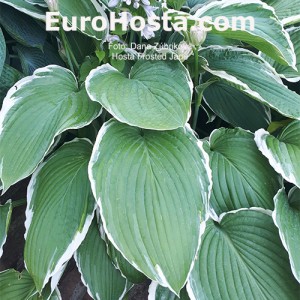 Hosta Frosted Jade - Eurohosta