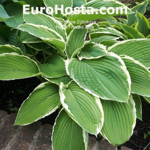 Hosta Frosted Jade - Eurohosta