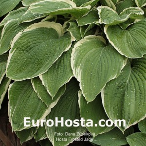 Hosta Frosted Jade - Eurohosta