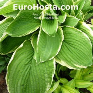 Hosta Frosted Jade - Eurohosta