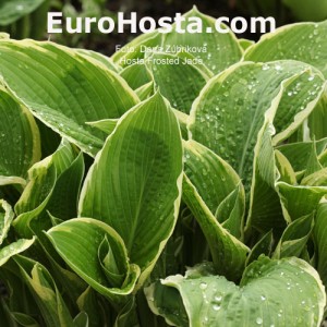 Hosta Frosted Jade - Eurohosta