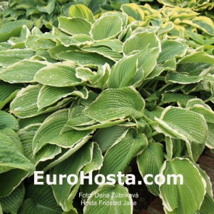 Hosta Frosted Jade - Eurohosta