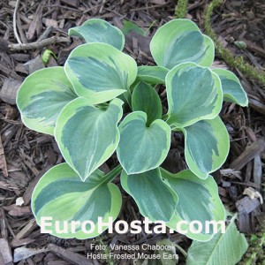 Hosta Frosted Mouse Ears - Eurohosta