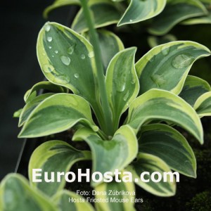 Hosta Frosted Mouse Ears - Eurohosta