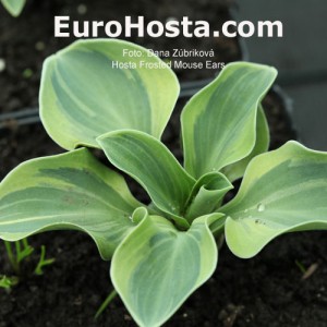 Hosta Frosted Mouse Ears - Eurohosta