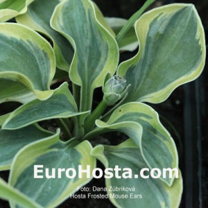 Hosta Frosted Mouse Ears - Eurohosta