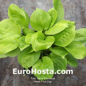 Hosta Fruit Cup