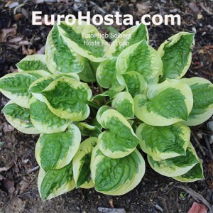 Hosta Fruit Loop