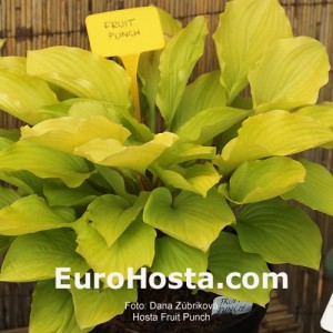 Hosta Fruit Punch