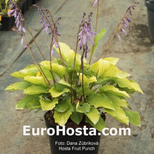 Hosta Fruit Punch