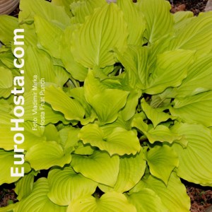 Hosta Fruit Punch