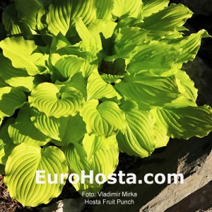 Hosta Fruit Punch