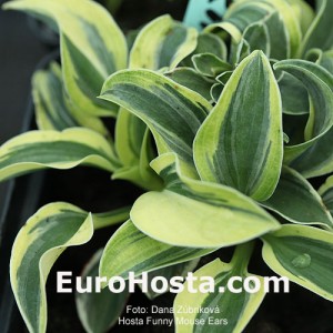 Hosta Funny Mouse Ears - Eurohosta