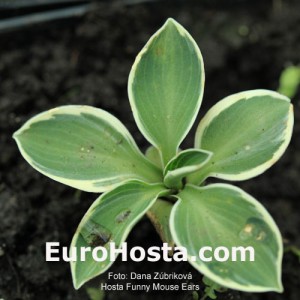 Hosta Funny Mouse Ears - Eurohosta