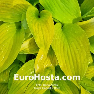 Hosta Gabriel´s Horn