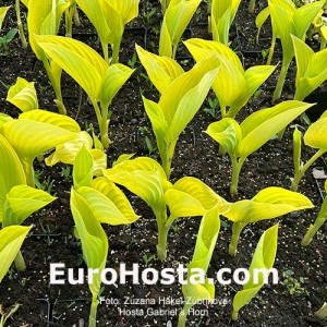 Hosta Gabriel´s Horn