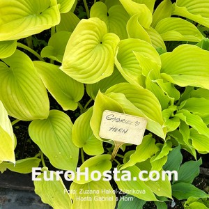 Hosta Gabriel´s Horn