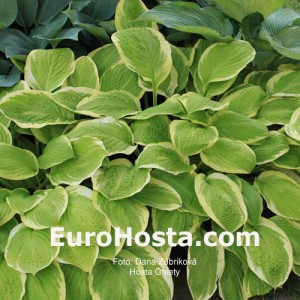 Hosta Gaiety - Eurohosta