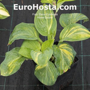 Hosta Galaxy