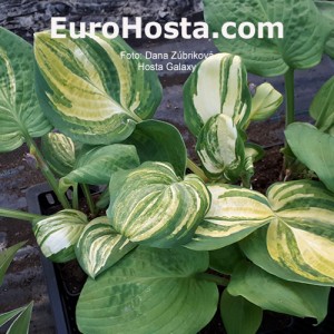 Hosta Galaxy