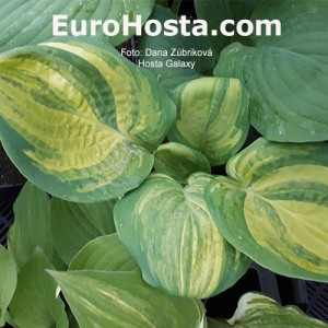 Hosta Galaxy