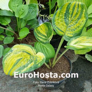 Hosta Galaxy