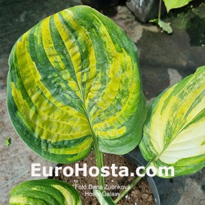 Hosta Galaxy