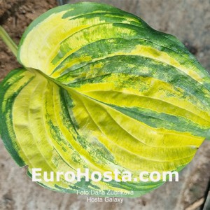 Hosta Galaxy